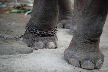 Chained elephant 11