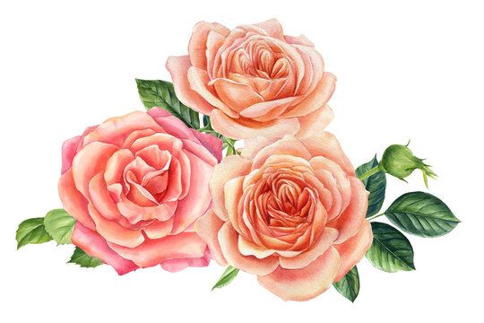 Bouquet of roses flowers on a white background. Watercolor pink flowers 