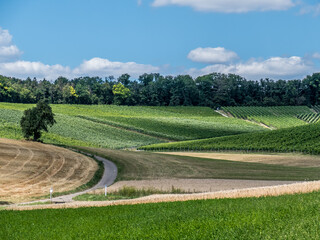 Weinberg mit Südhang im Sommer