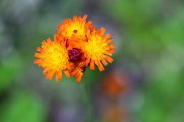 Pilosella aurantiaca wild flowering plant, orange flowers in bloom