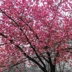 Part of cherry blossom tree, black and white image with selective coloring