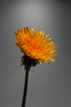 Macro picture of yellow dandelion flower on the grey background