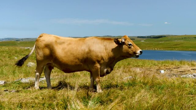 Aubrac cow