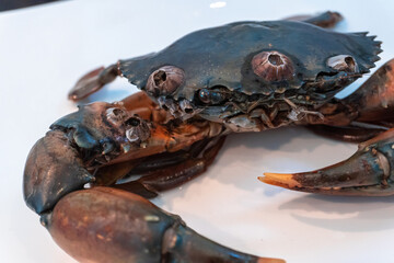 Mud Crab (Scylla serrata) covered in the antifouiling.
