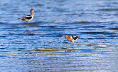 A young Avocet in downy plumage catches the late afternoon sun as it forages in the shallow waters of a blue lake as its parent waits in the background.