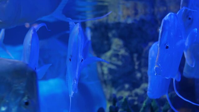 School of silver metynnis swimming in large public aquarium tank at oceanarium with blue illumination. Underwater life and ichthyology concept