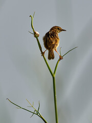 Zitting cisticola, Cisticola juncidis, balancing on a fennel branch, near Xativa