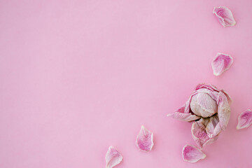 Dry pink peony bud and scattered dry petals on a pink background.Selective focus with shallow depth of field, copy space for text.