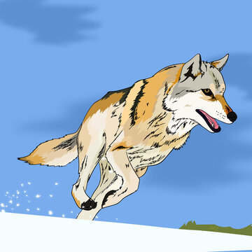 Lobo corriendo sobre la nieve tratando de cazar a su presa. Vector hecho con colores planos
