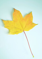 A yellow maple leaf isolated against white background. 