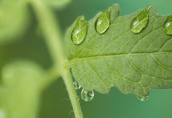 Gorgeous close up macro view of leaf of green tomatoes with morning dew drops in greenhouse. Beautiful green nature backgrounds.