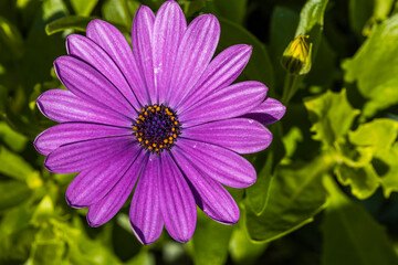 Obraz premium Gorgeous close up view of pink african daisy flower on green background. Beautiful nature backgrounds.