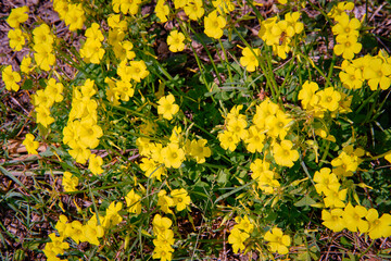 Prato con fiori gialli