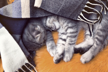 Two Scottish fold kittens sleep at home under a warm scarf