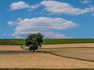 Weinberg mit Südhang im Sommer