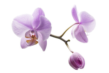 Beautiful orchid flower on a white background for designers.