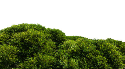 Green bush is isolated on a white background, lush foliage.