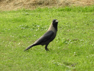 crow having fun on a sunny day in winter