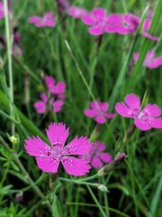 pink cosmos flower