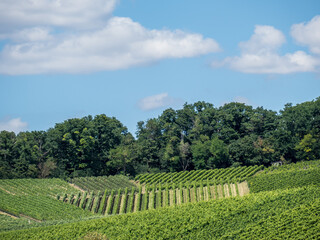 Weinberg mit Südhang im Sommer