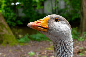 Greylag goose portrait