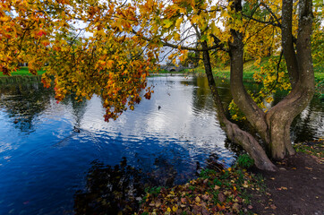 Obraz na płótnie Canvas Autumn leaves in the trees