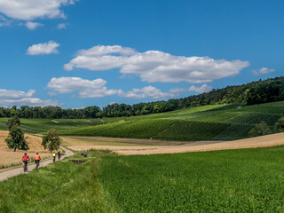 Radfahrer in den Weinbergen