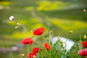 Poppies in an agricultural valley with colorful fields