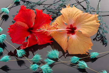 Close-up: a red and yellow flower, blue twigs lie on a black mirror surface. Decorative ornaments. Botany
