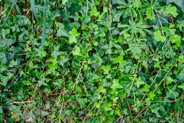 Muro con edera selvatica nana