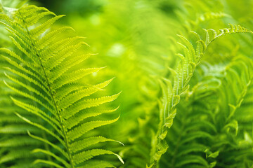 green fern leaves