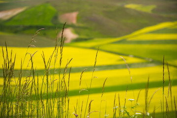 Agricultural valley with colorful fields in summer