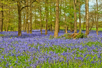 Bluebell Woods at The Spinney in Greys Court Rotherfield Greys near Henley on Thames Oxfordshire England UK