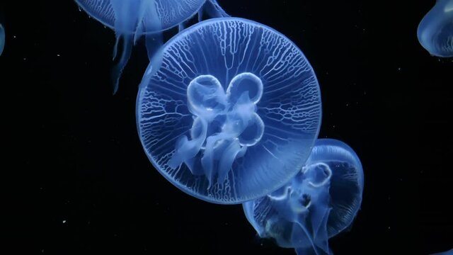Close up of Jelly blubber jellyfish (Blue blubber jellyfish or Catostylus mosaicus) slow moving underwater on black background
