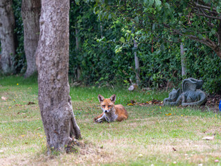 Fox lying in an urban garden in summer