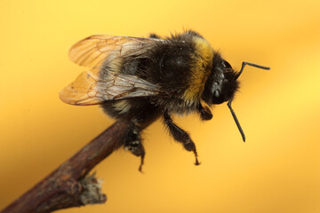 little bumblebee on a twig