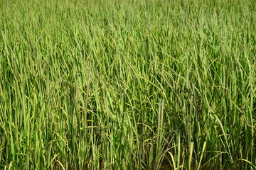 green grass background