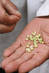Wheat ears and wheat field