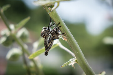Asilidae (Robber fly)