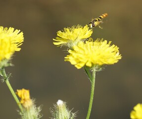 Piccola ape che si posa su un fiore