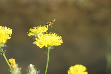 Piccola ape che si posa su un fiore