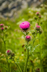 St. Moritz, Distel, Musk Distel, Carduus, Carduus nutans, Wildblume, Bergblume, Alpenblume, Bergkräuter, Bergwiese, Wanderweg, Oberengadin, Graubünden, Alpen, Sommer, Schweiz