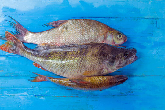 In the center on a wooden table close to each other lie perch, roaches and guster