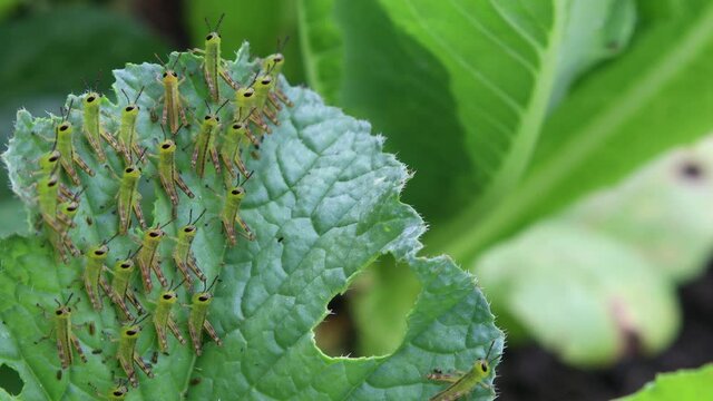 Newly hatched grasshopper nymphs on a radish leaf in a summer garden