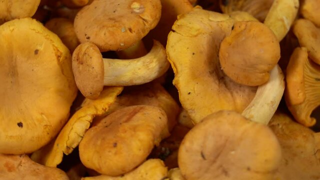 Closeup view 4k video footage of raw fresh found in forest yellow organic chanterelles mushrooms isolated