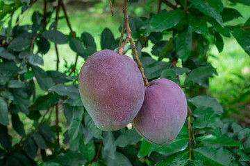 Mango tommy atkins photograph taken of two mangoes attached to the tree
