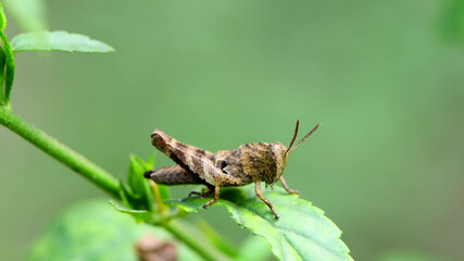 Grasshopper on a green leaf
