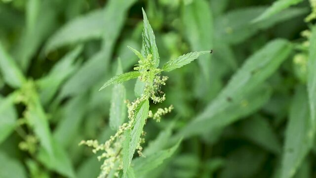 green nettle background that trembling from the wind close-up
