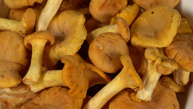 Closeup view 4k video footage of raw fresh found in forest yellow organic chanterelles mushrooms isolated