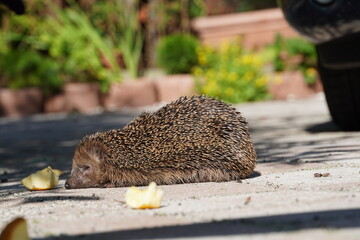 Kleiner Igel krank wach läuft